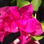 Bougainvillea bloom